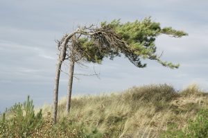 Όταν ο Κόσμος Καταρρέει, Δεν Κερδίζουν οι Δυνατοί